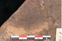 Foto (Detailansicht) von Fagus ninnisiana Unger (NHMW-GEO-2024-0188-10202)